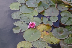 lilies on lake