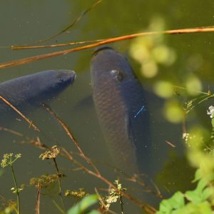 Fishing lake