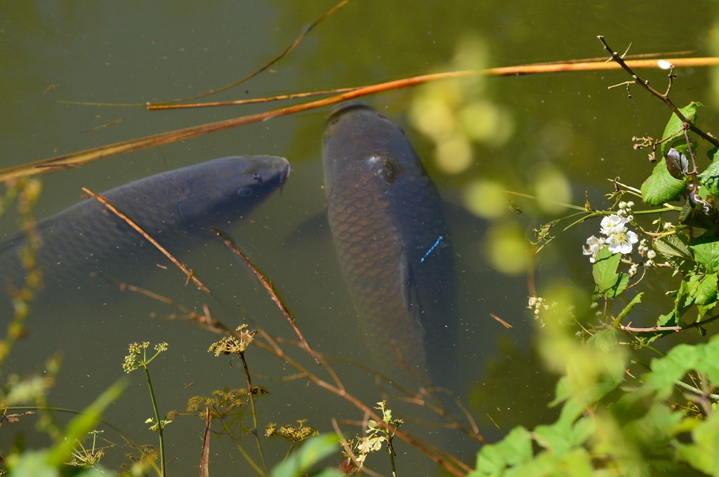 Fresh water fishing lake