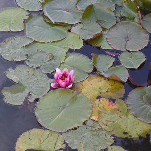 Lilies on lake