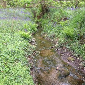 Bluebells Godolphin Woods