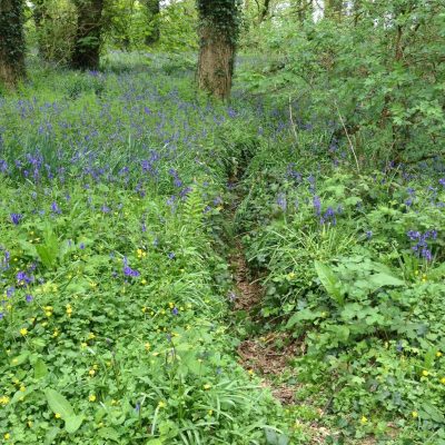 Godolphin House bluebells