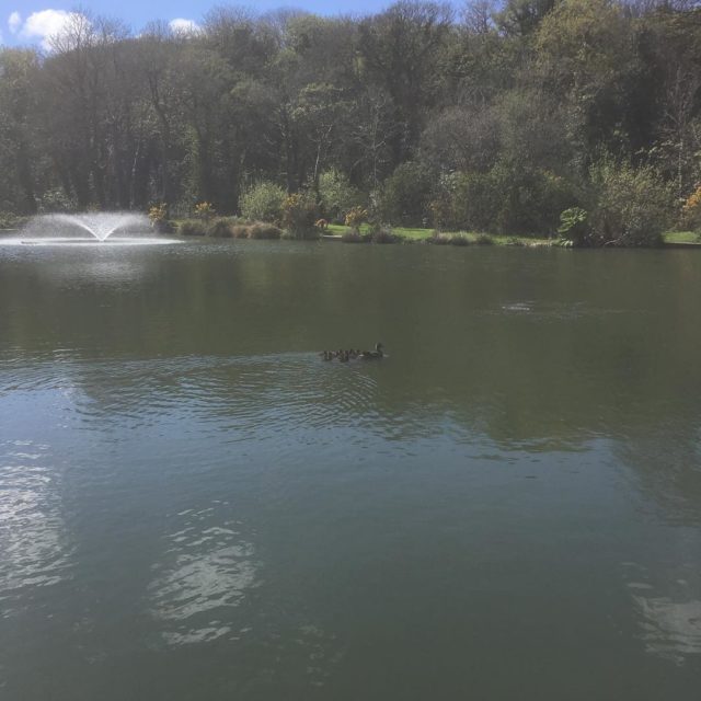 Lovely to see some new arrivals at Nanpusker. #ducklings #nature