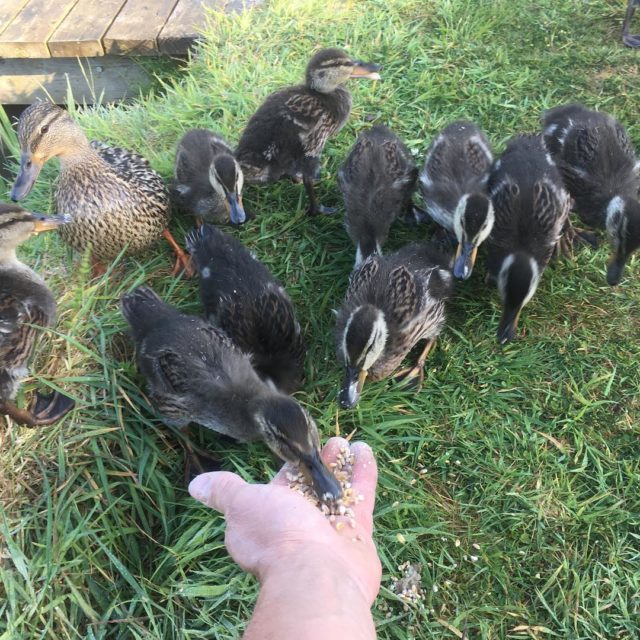 They are happy now that they have had their morning feed. #ducklings #trusting #growinguptoofast